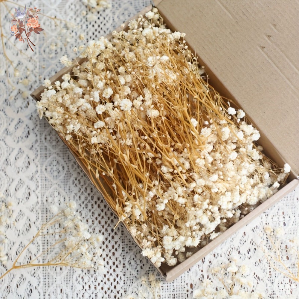 Dried Flower Bulk - ดอกยิปโซฟิล่าแห้งขนาดเล็ก 100 ชิ้น สำหรับงานประดิษฐ์เรซิน DIY ตกแต่งบ้าน