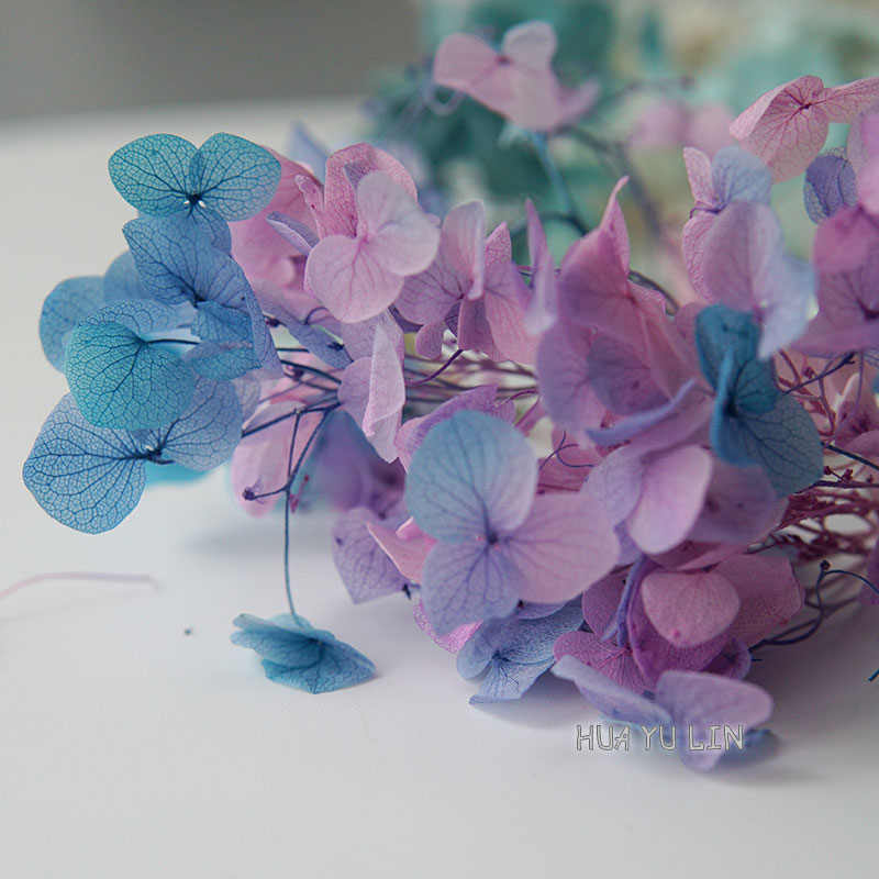 ดอกไฮเดรนเยียไล่เฉดสีแบบอบแห้ง - Dried Flower Bulk บทวิจารณ์และราคา